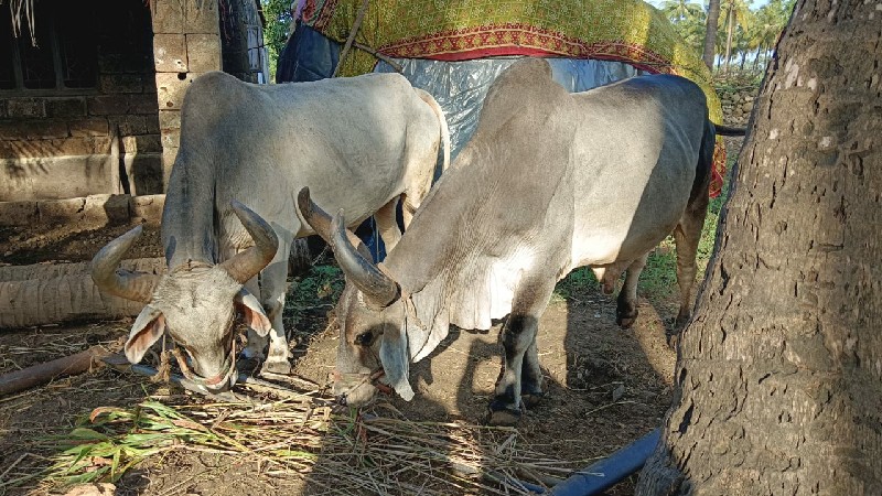 બળદ વેસવાના છે