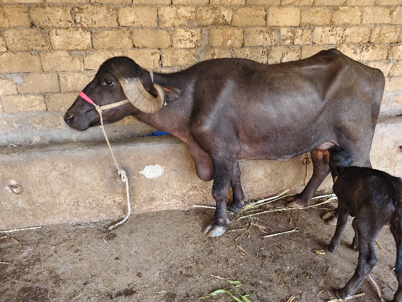 ખડેલી સાડા ચાર...