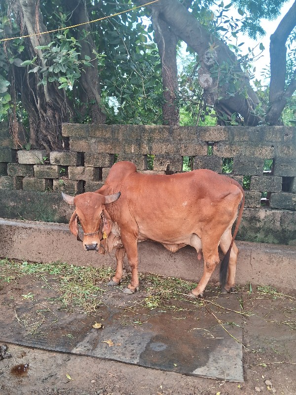 ગાયવેશવાનીશે