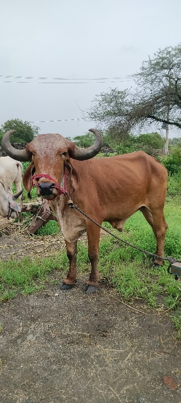 બળદ વેચવાનો છે