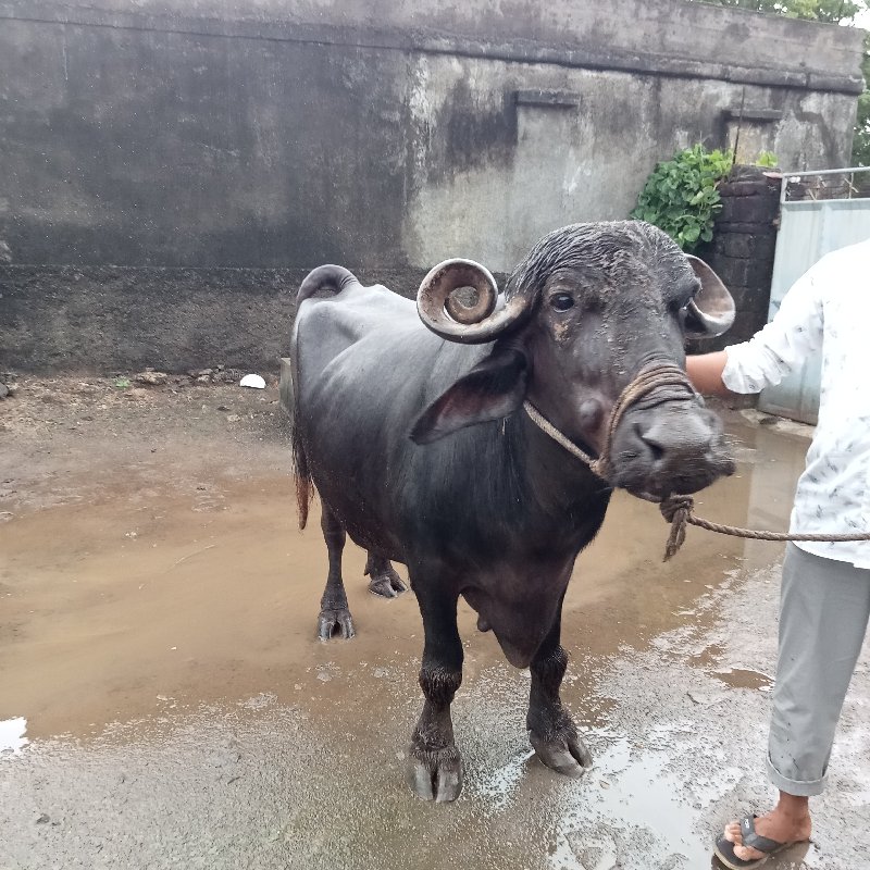 ભેંસ વેચવાની છે