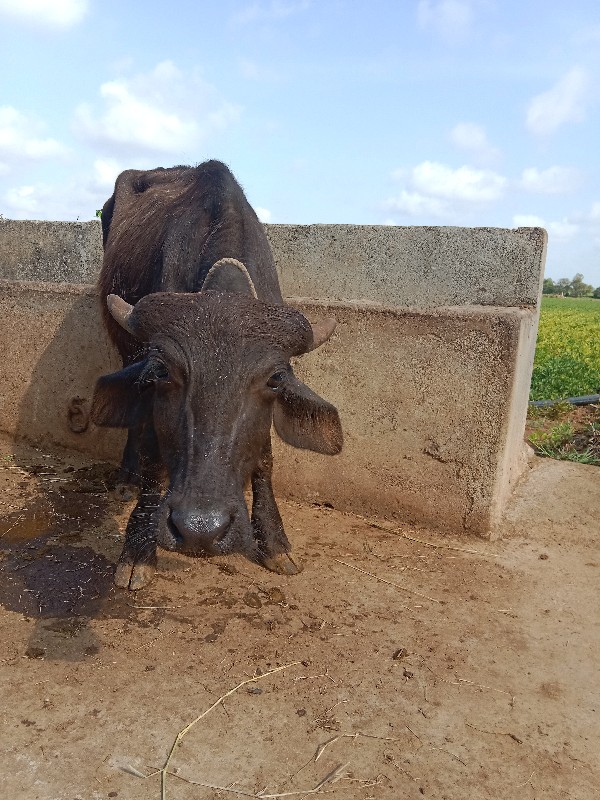 પડો વેચવાનો છે