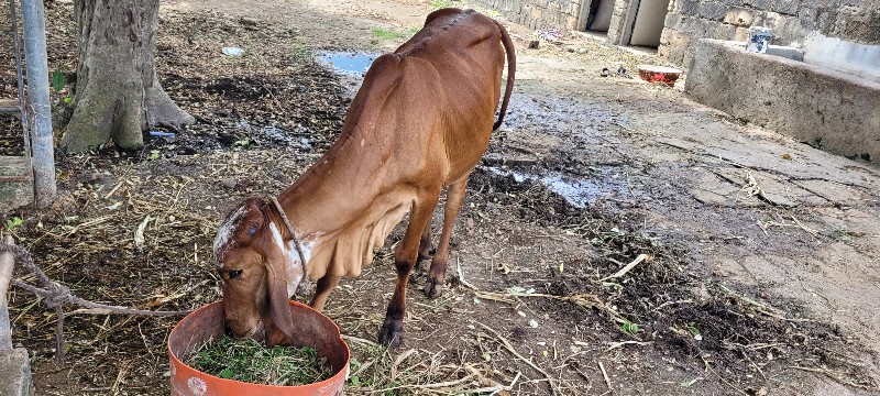 ગાય વેચવાની છે