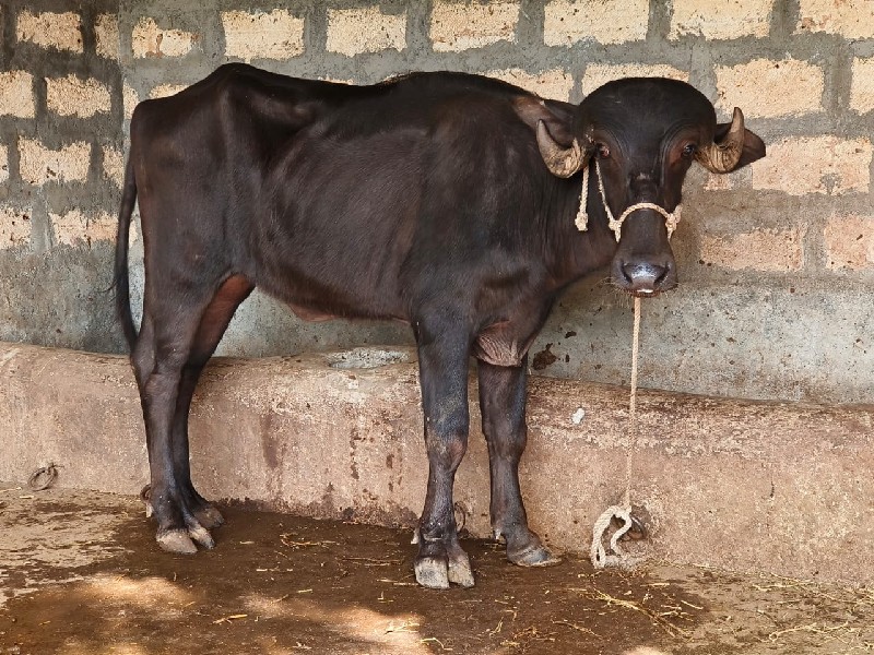 ૩ ખળેલા વેચવાના...