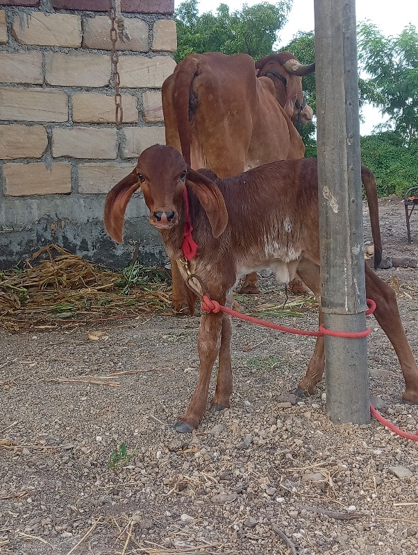 સોન કપીલા ગાય વ...