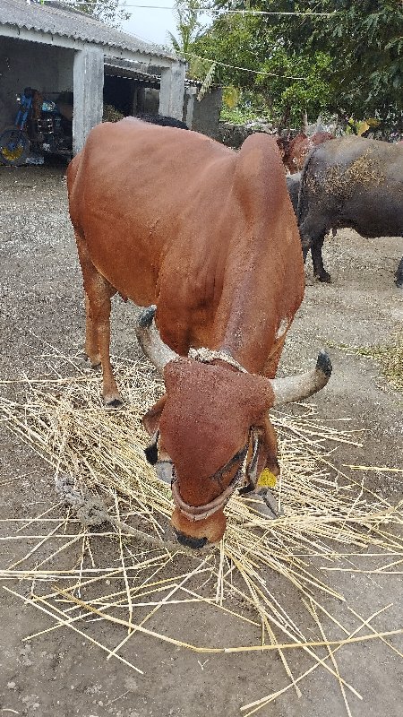 ગાય વેચવાની છે