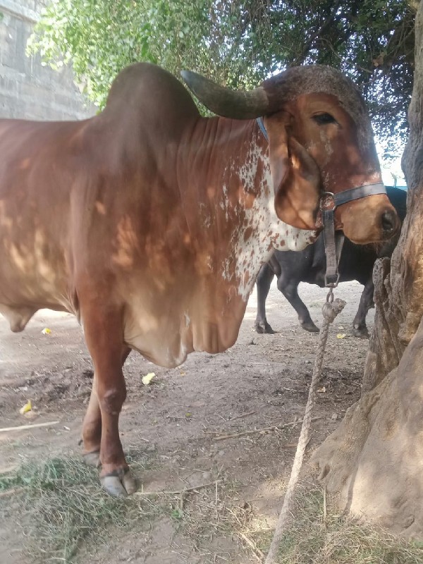 ગાય વેચવાની છે