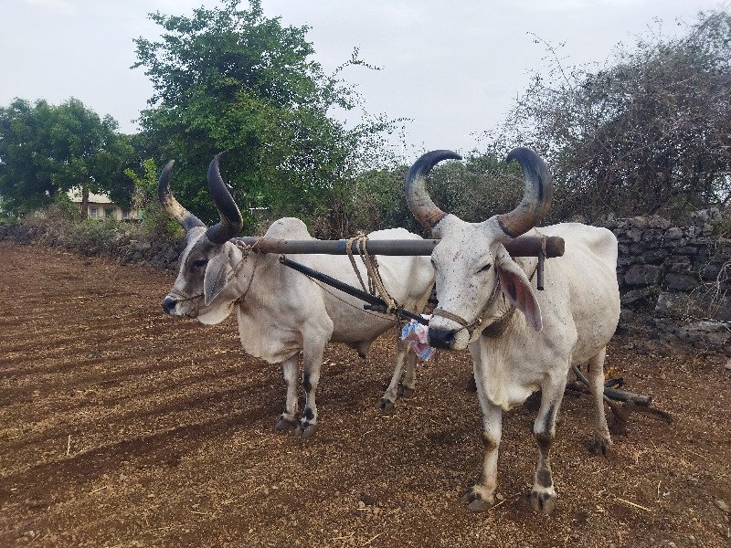 બળદ વેચવાના છે