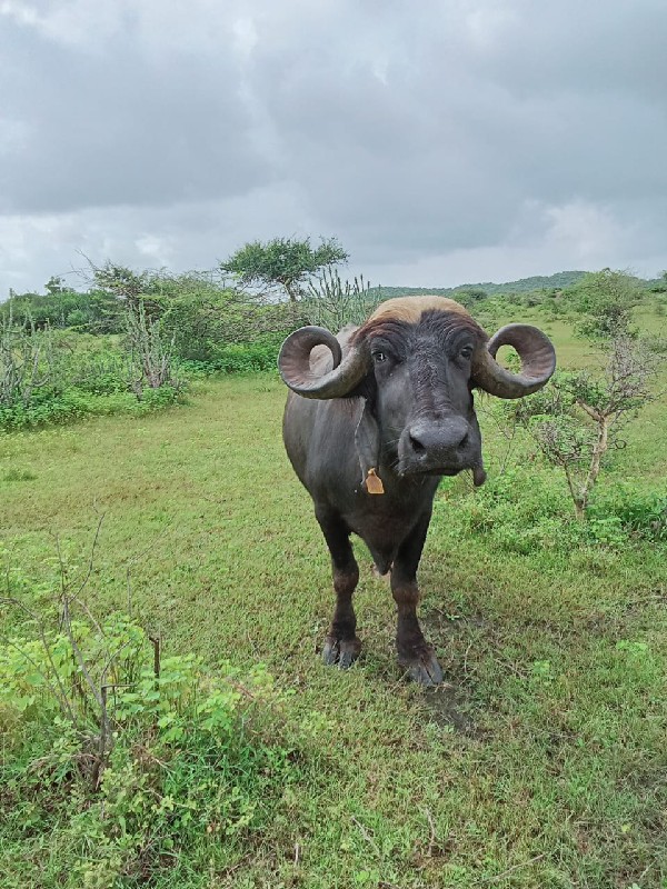 ભેંસ વેચવાની છે