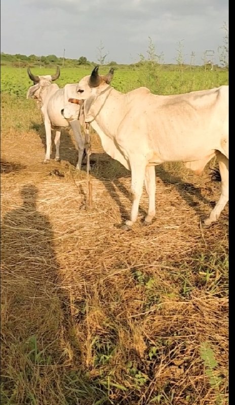 ગોધલા વેસવાનાસે