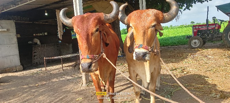 બળદ વેચવાના છે