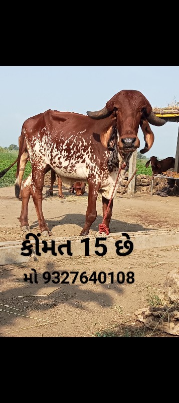 2 ગીર હોડકી વેચ...