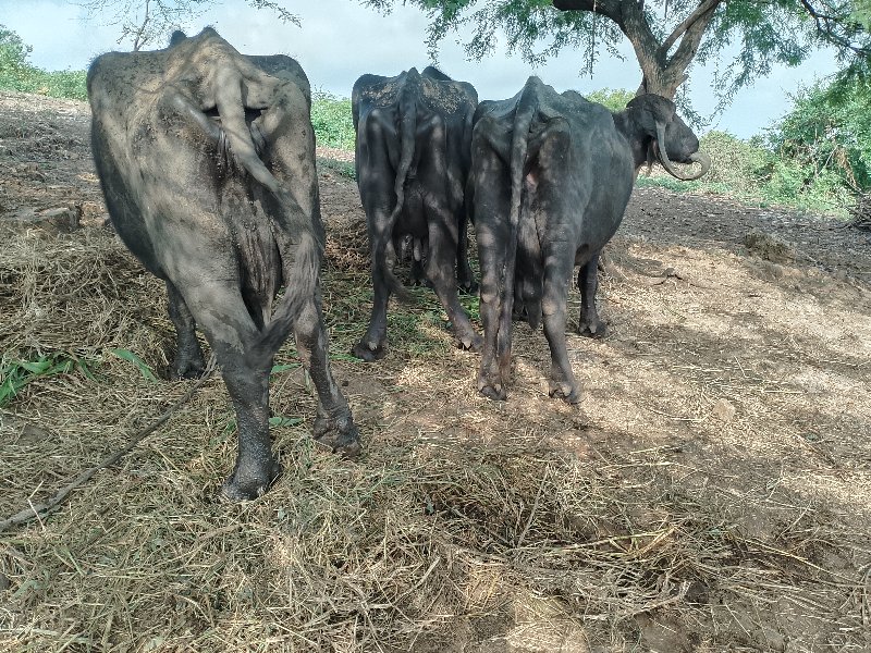 ભેંસો વેચવાની છ...