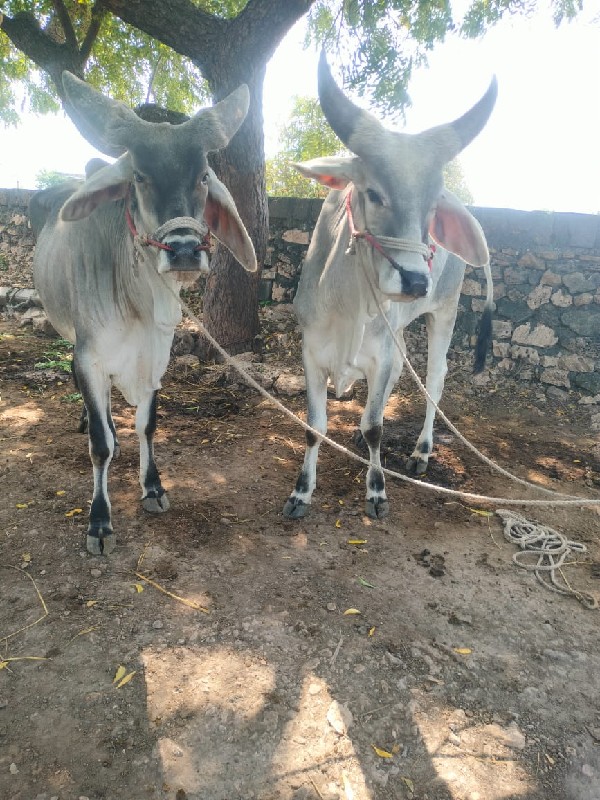 ગોઢલા વેચવાના છ...