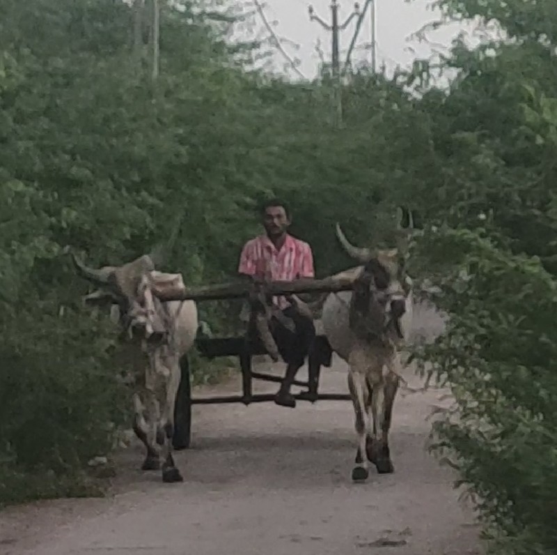 ગોદલા વેચવાના છ...