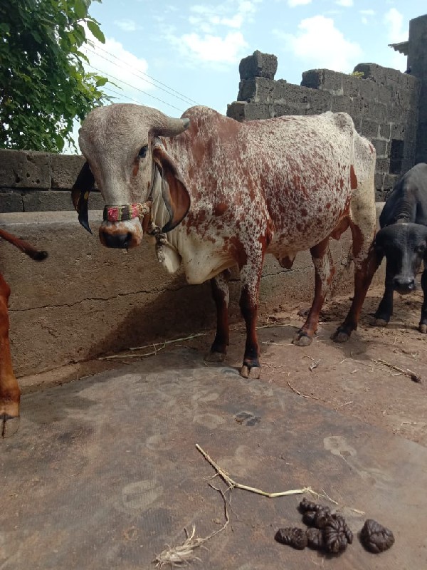 ગાય વેચવાની છે