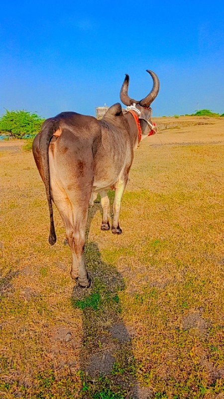 બે વાવણી વાવેલ...