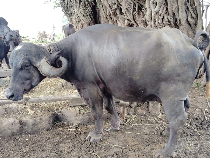 જાફરાબાદી ભેશ વ...