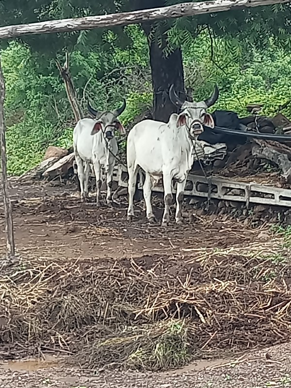 પરદેશી વઢીયારા...