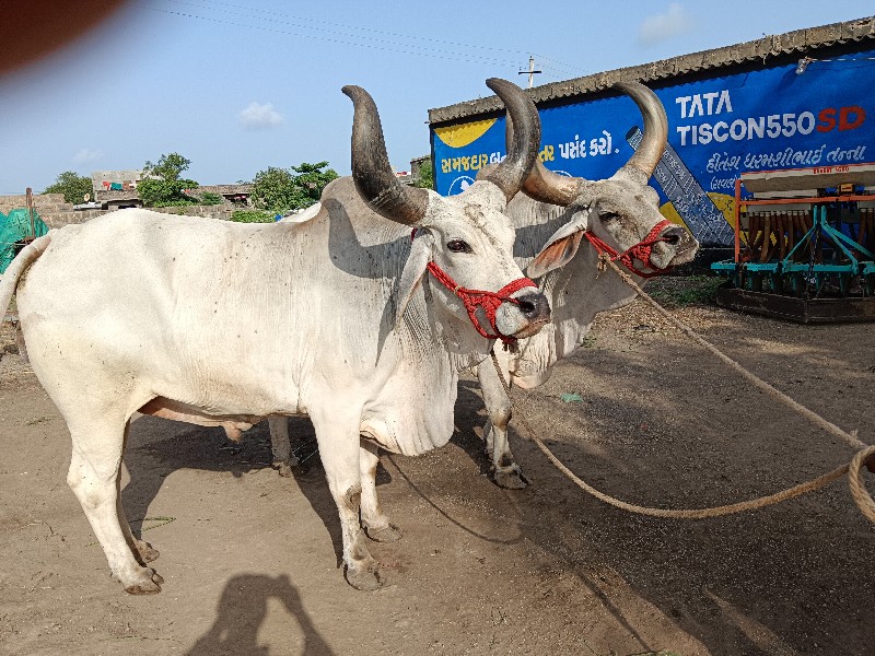 બળદ ગોધલા વાગડ્...