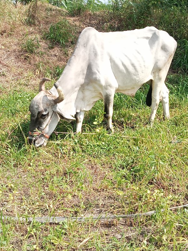 દેશી બળદ  દેવાન...