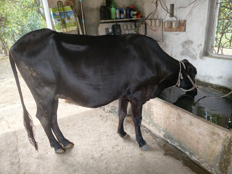 sf ગીર ક્રોસ હો...