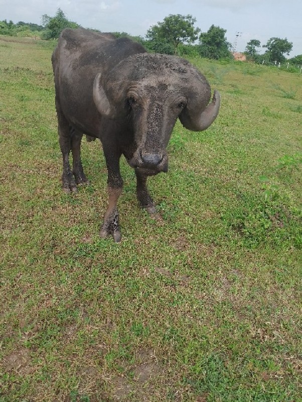 પાડો વેશવાનો સે