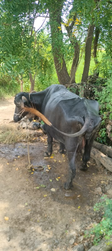 ભેંશ વેચવાની સે