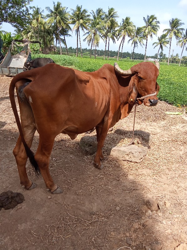 ગાય સાટા કરવા ન...