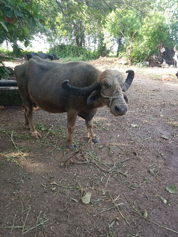 ભેંસ વેચવાની છે