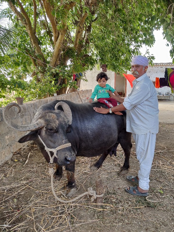 ભેંસ વેચવાની છે