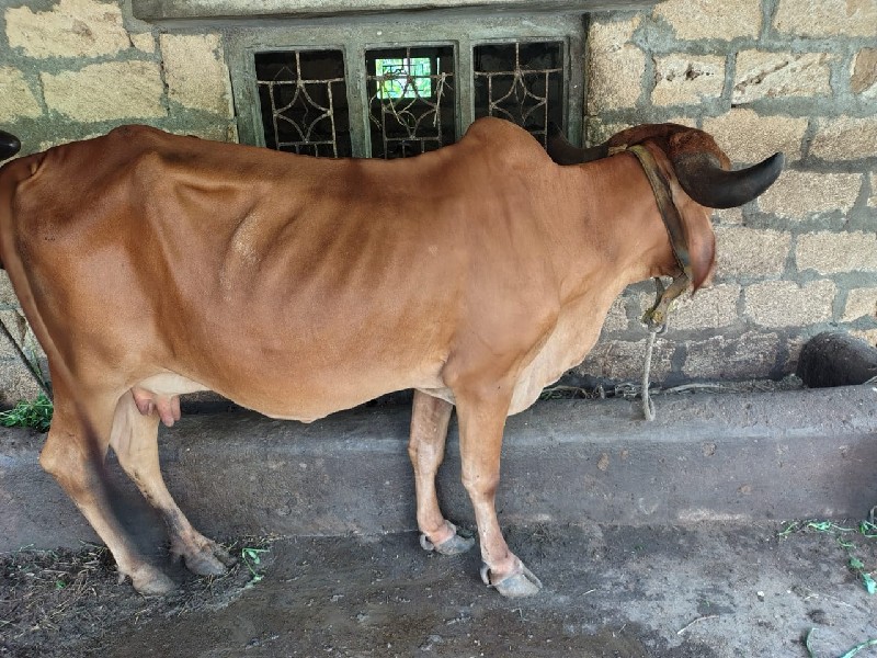 ગાય વેસવાનિહે