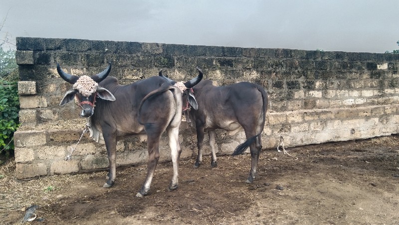 ગોઢલા વેચવાના છ...