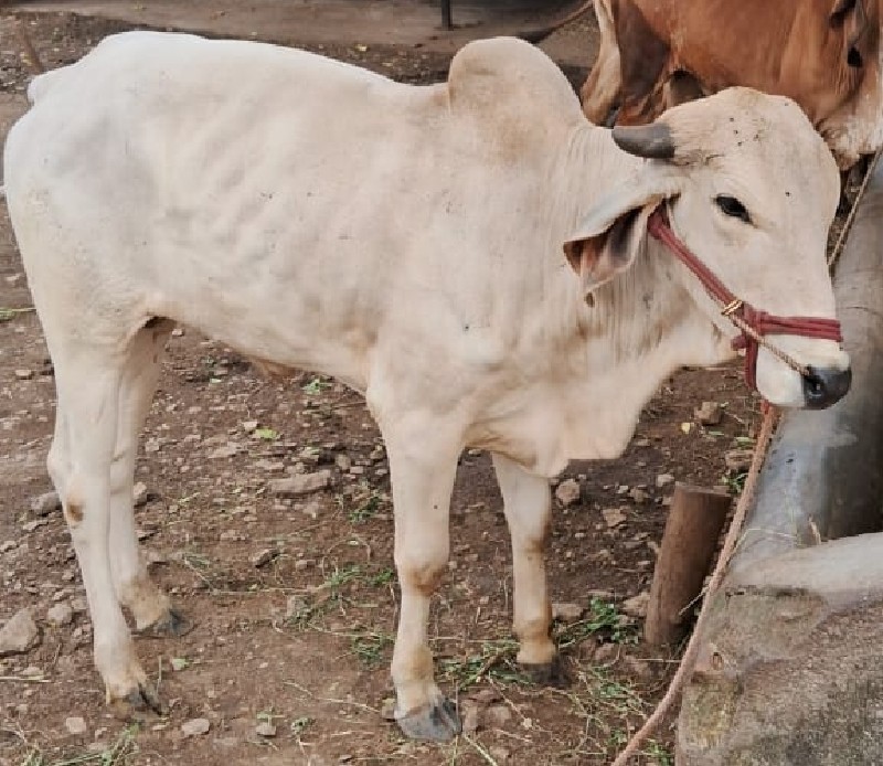 ચારદાતેછે.