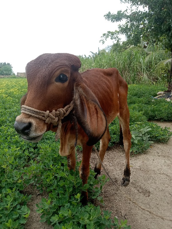 વાછડી વેચવાની છ...