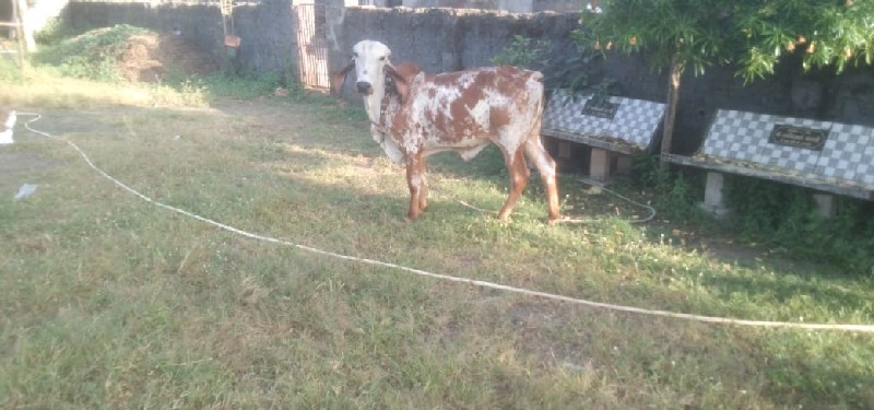 કાબરી ગીર ઓડકી...