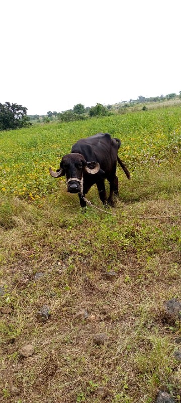 વેચવાનુછે