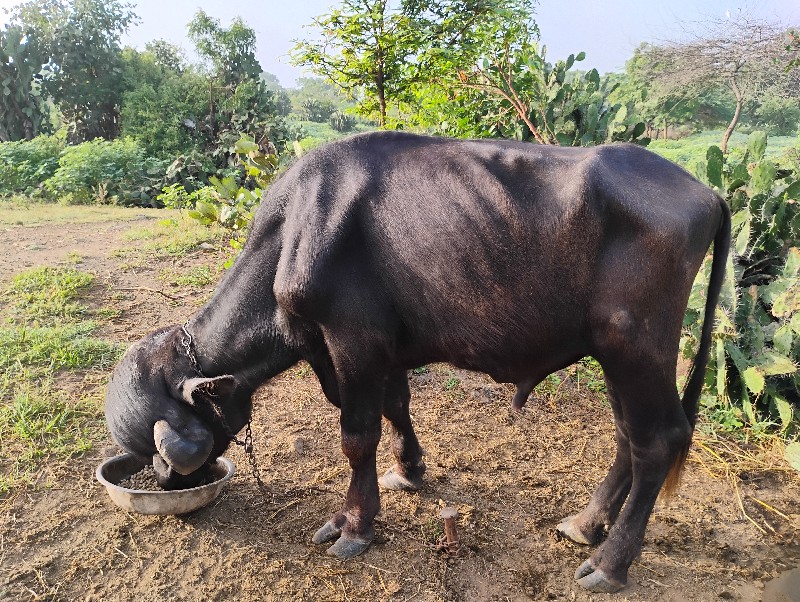 પાડો વેચવાનો છે