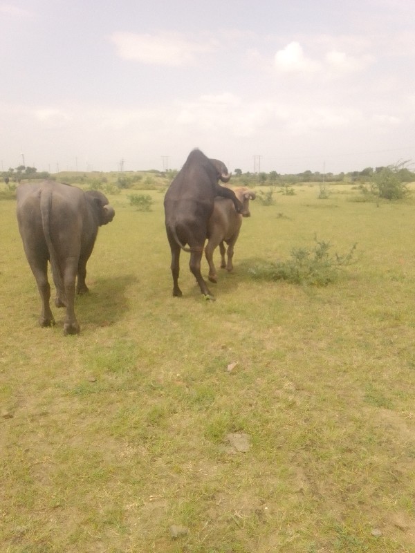 જેમલસીભાઇ