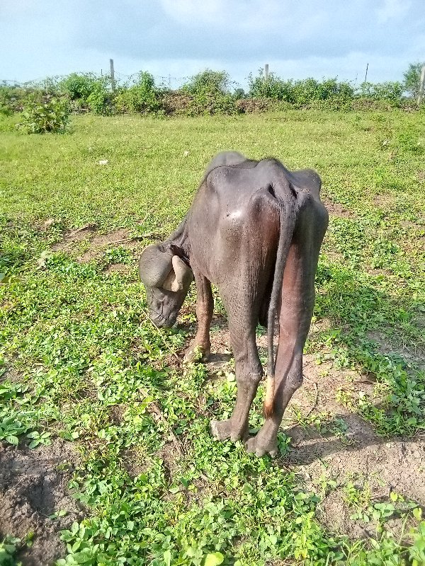 પાડો વેચવાનો છે...