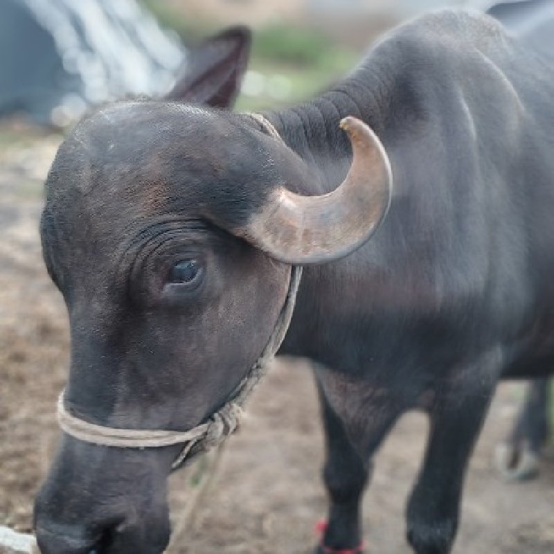 વેચવા