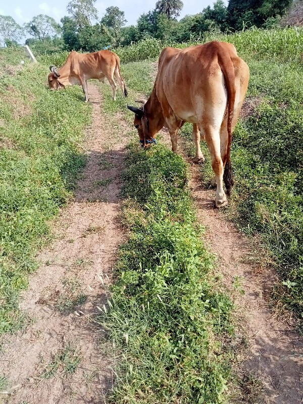 આ ગોઢલા વેચાવ છ...