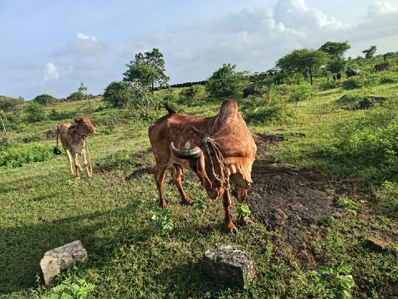 ગાય વેચવાની છે