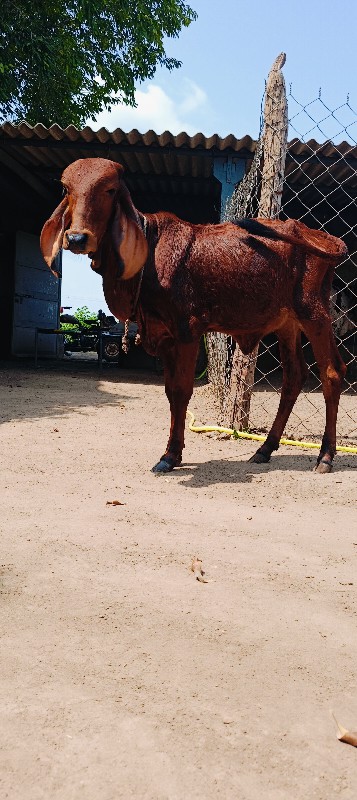 વાછડી વેચવાની છ...