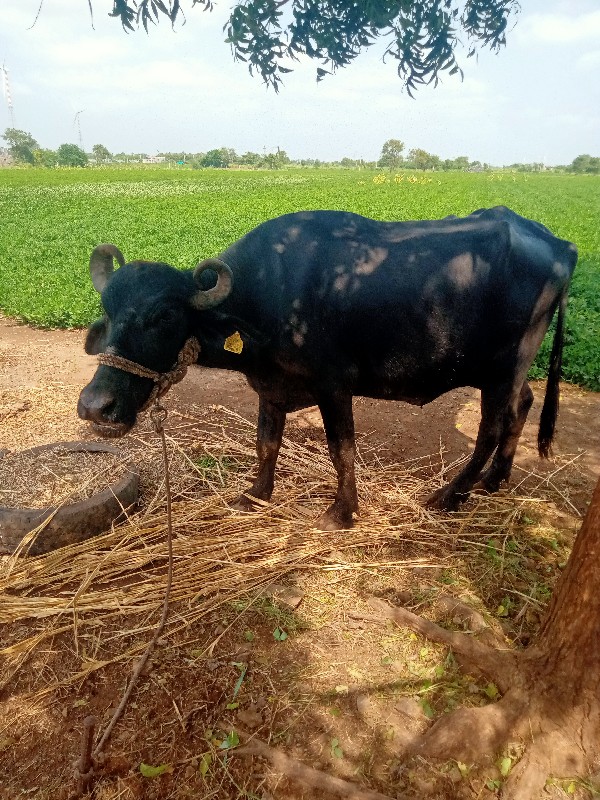 ખડેલી પેલ વેતરી