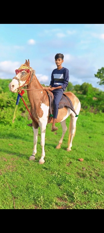 ઘોડી વેચવાની છે...