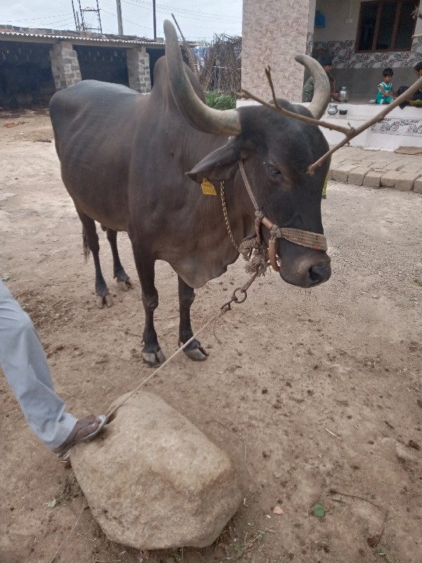 આખી ઘડી ગઈ છે વ...