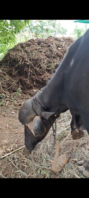 જાફરાબાદી બફેલો...