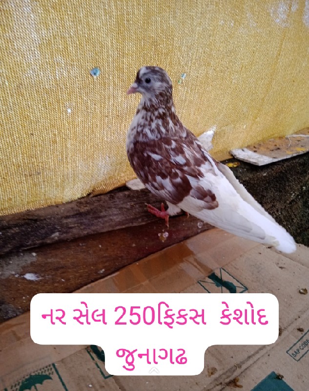 કબુતર  વેચવાના...