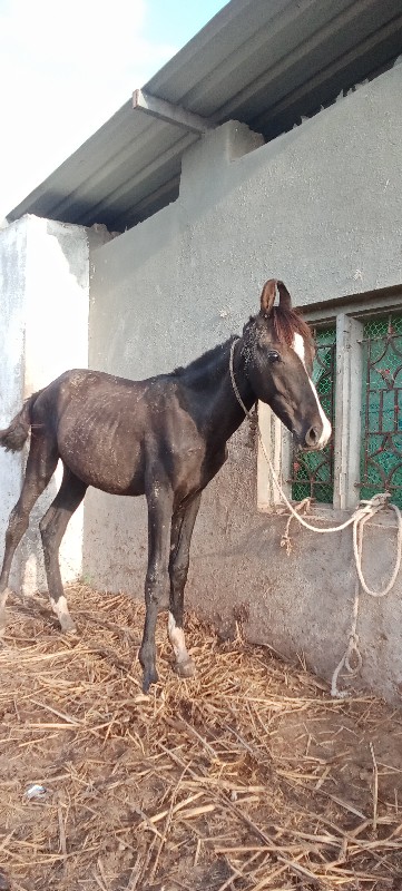 બે વસેરા વેચવાન...